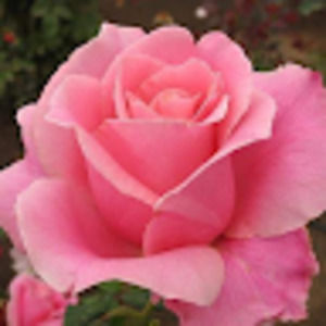 Meet your Posher, Bonita